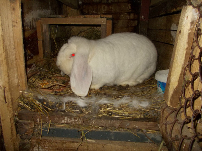 DSCN0580 - a a a a 10 01 2012