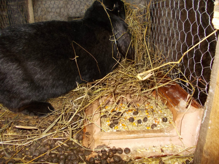 DSCN0626 - a a a a 10 01 2012