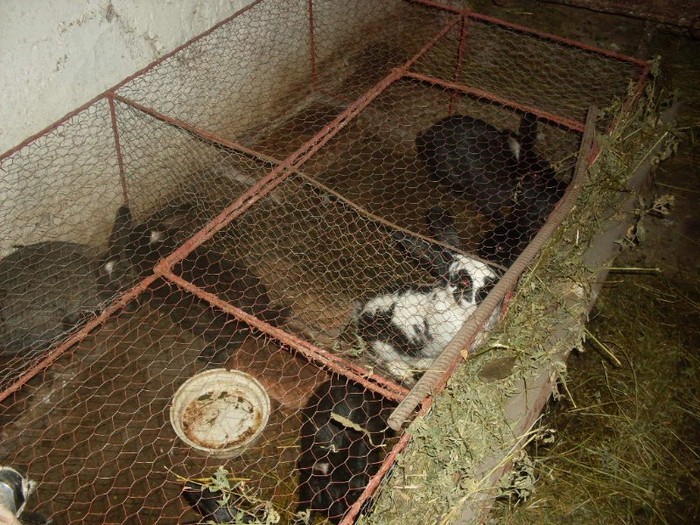 SDC10709 - ARHIVA 2009-2011