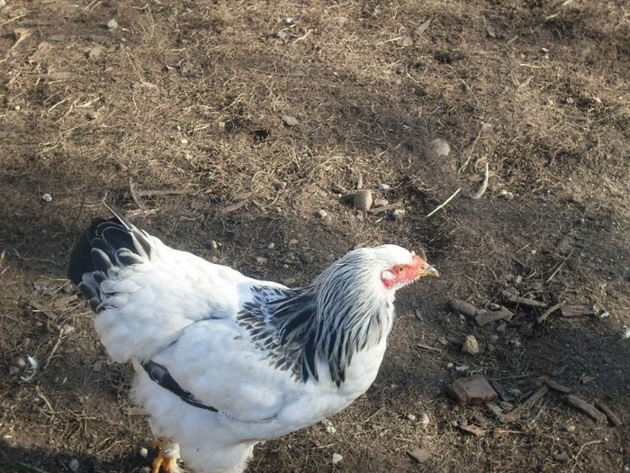 SDC10812 - ARHIVA 2009-2011