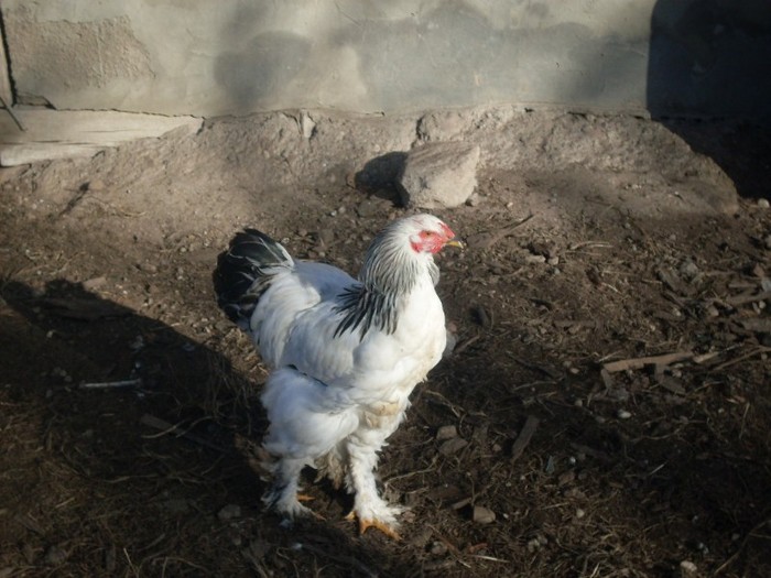 SDC10813 - ARHIVA 2009-2011