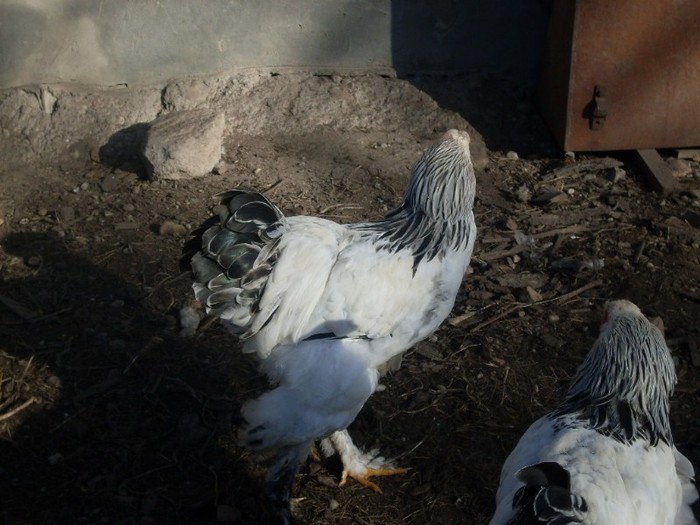 SDC10814 - ARHIVA 2009-2011