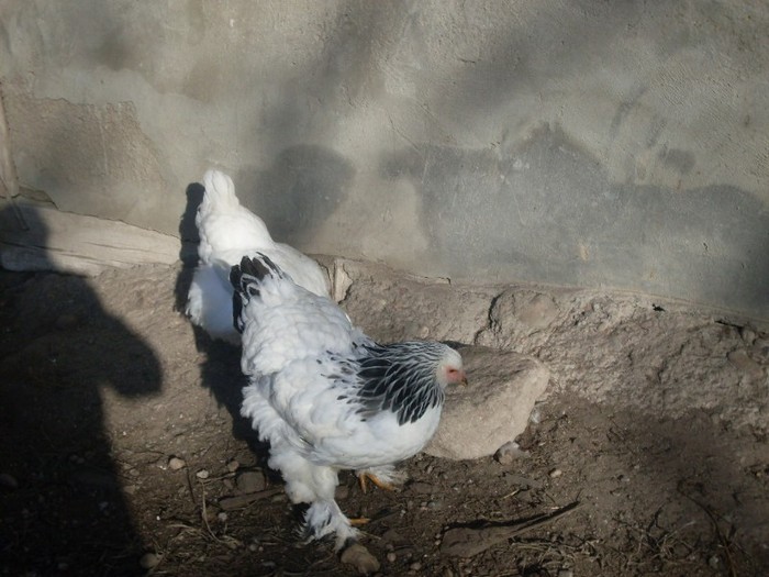 SDC10817 - ARHIVA 2009-2011