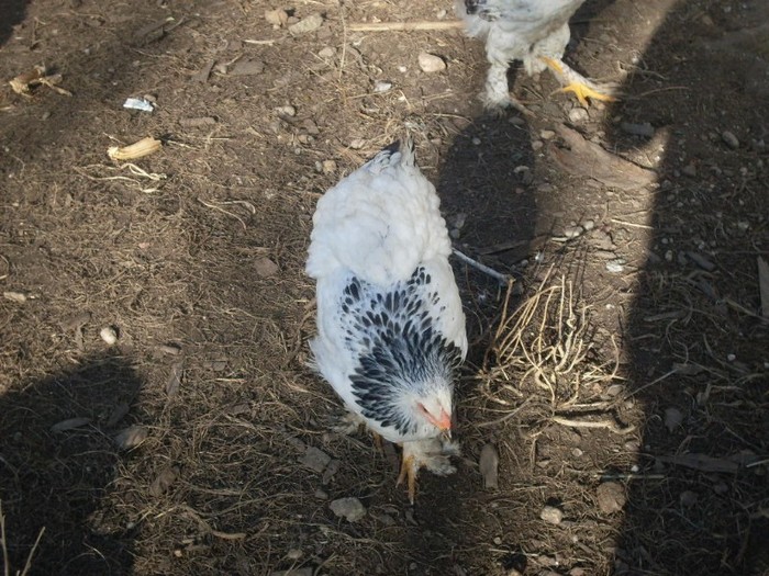 SDC10818 - ARHIVA 2009-2011