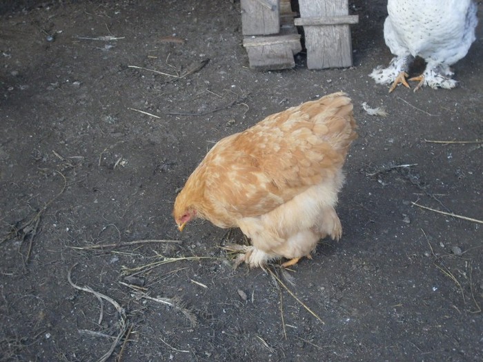 SDC10821 - ARHIVA 2009-2011
