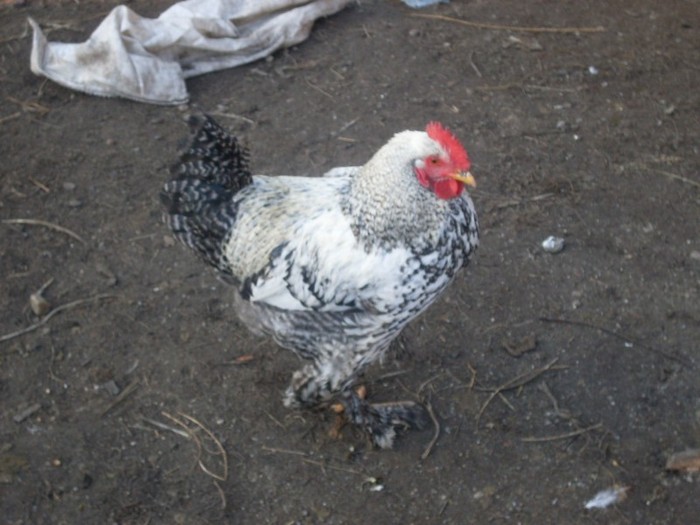SDC10834 - ARHIVA 2009-2011