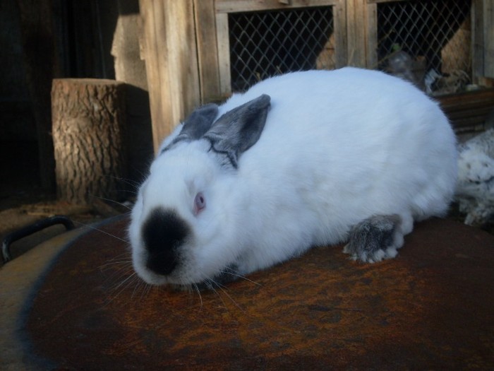 SDC10840 - ARHIVA 2009-2011