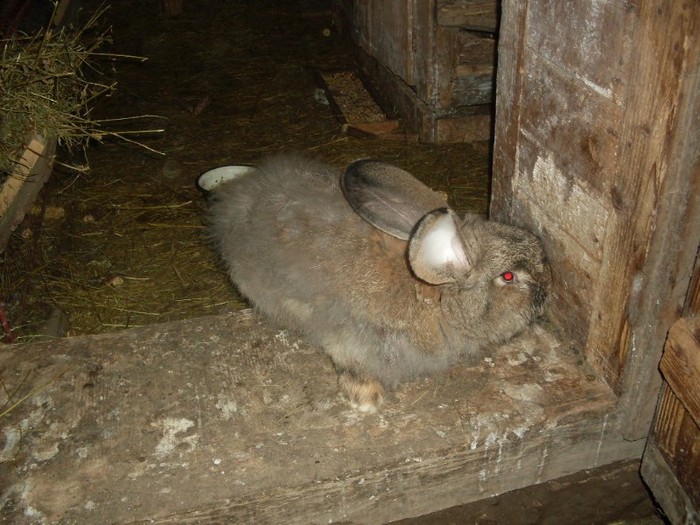 SDC10856 - ARHIVA 2009-2011