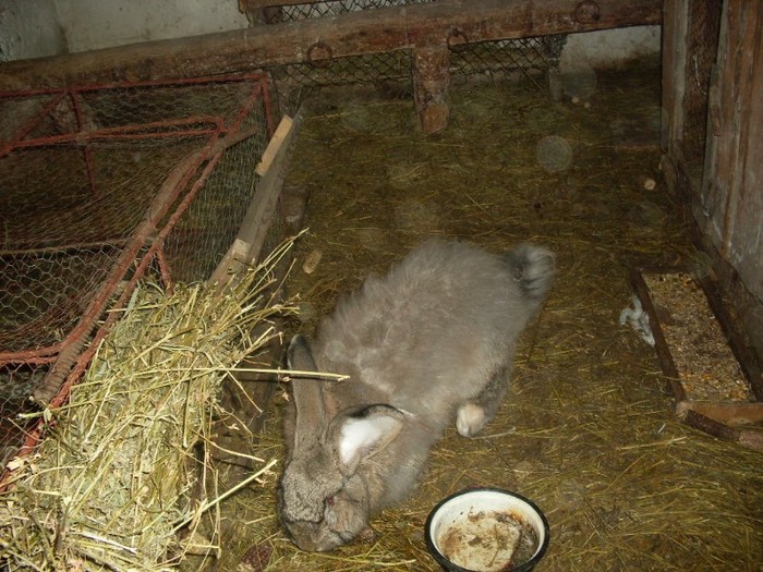 SDC10857 - ARHIVA 2009-2011