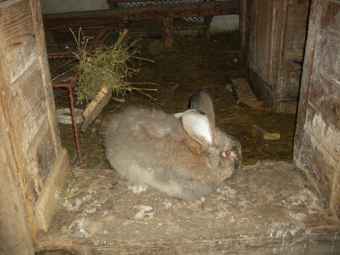SDC10858 - ARHIVA 2009-2011