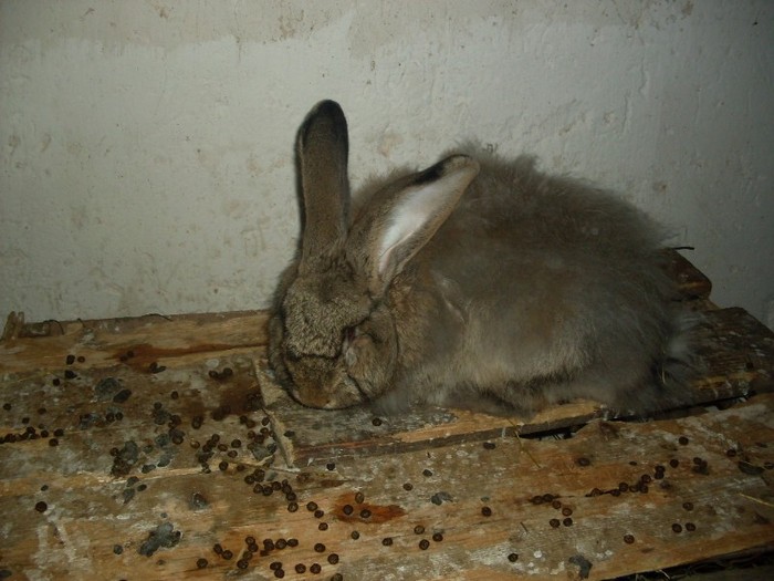 SDC10860 - ARHIVA 2009-2011