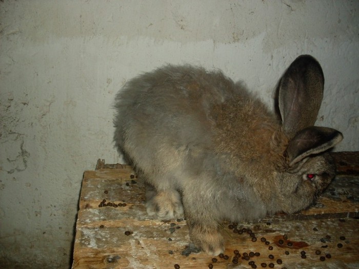 SDC10861 - ARHIVA 2009-2011