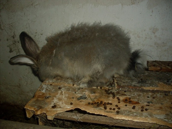 SDC10864 - ARHIVA 2009-2011