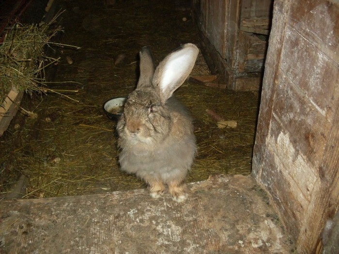 SDC10866 - ARHIVA 2009-2011
