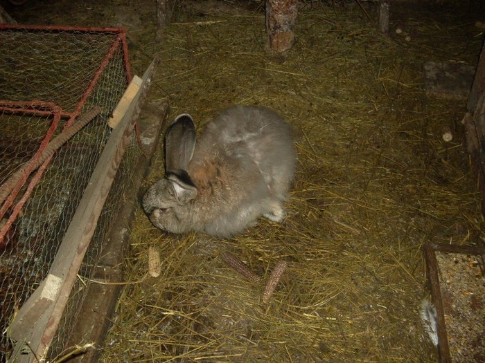 SDC10867 - ARHIVA 2009-2011