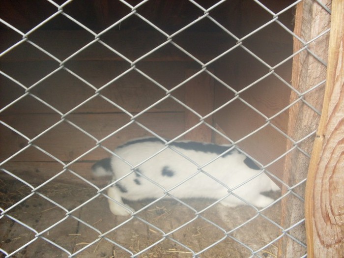 SDC10881 - ARHIVA 2009-2011