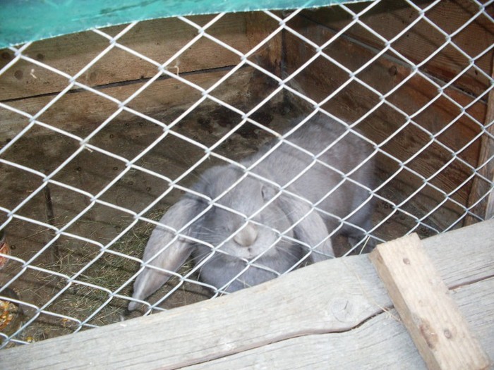 SDC12278 - ARHIVA 2009-2011