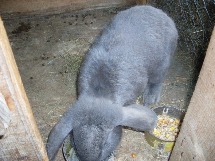 SDC12279 - ARHIVA 2009-2011