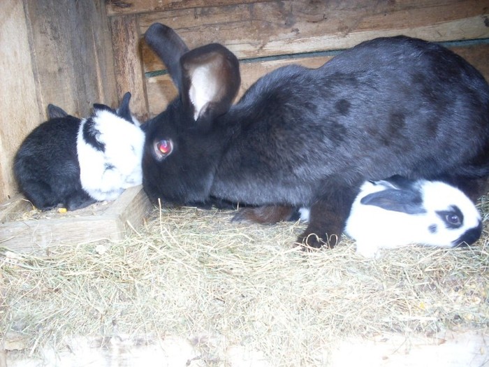 SDC12290 - ARHIVA 2009-2011