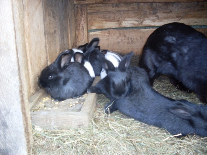 SDC12295 - ARHIVA 2009-2011