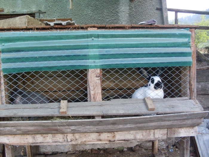 SDC12299 - ARHIVA 2009-2011