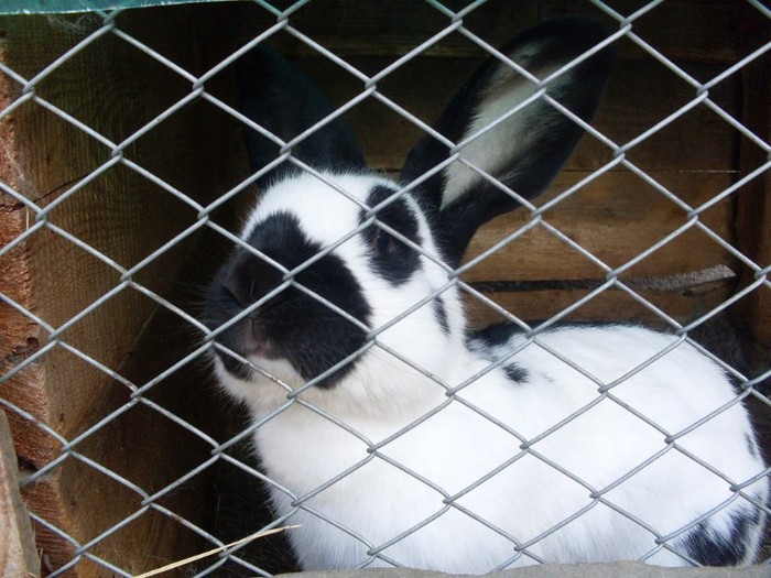 SDC12304 - ARHIVA 2009-2011