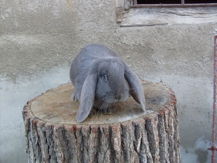 SDC12310 - ARHIVA 2009-2011