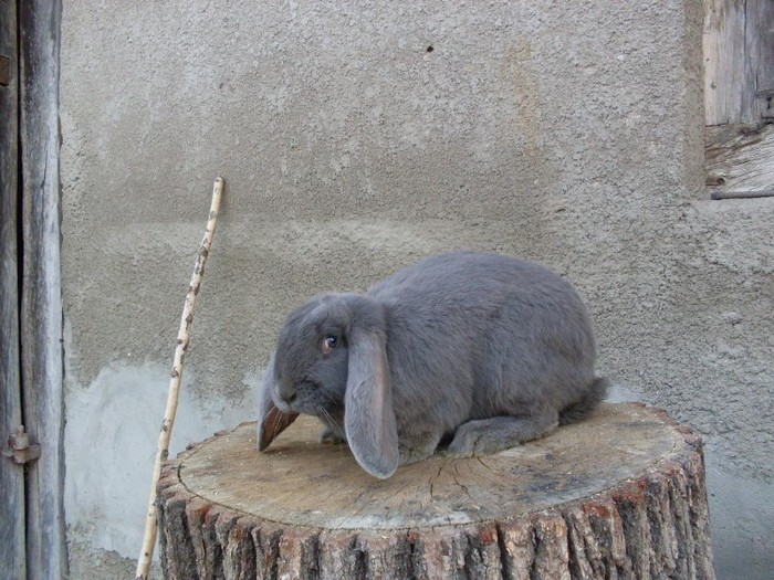 SDC12313 - ARHIVA 2009-2011