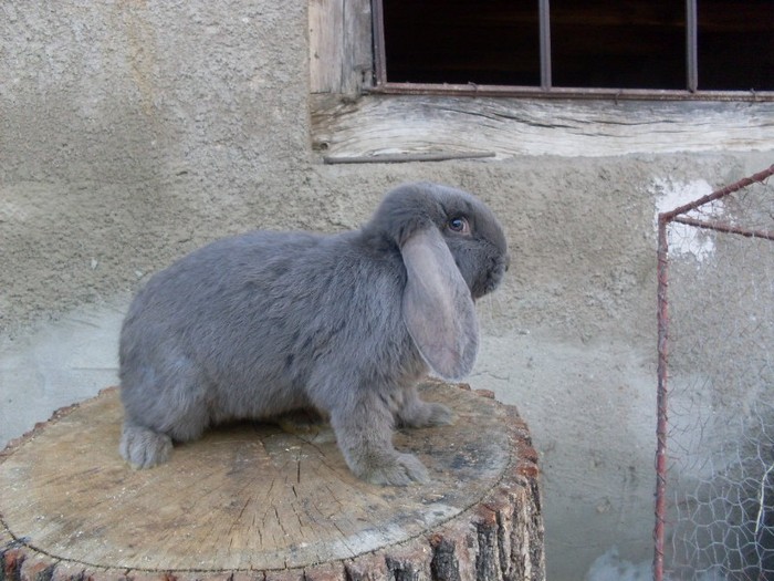 SDC12315 - ARHIVA 2009-2011