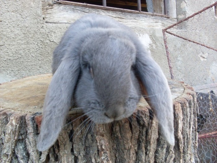 SDC12318 - ARHIVA 2009-2011