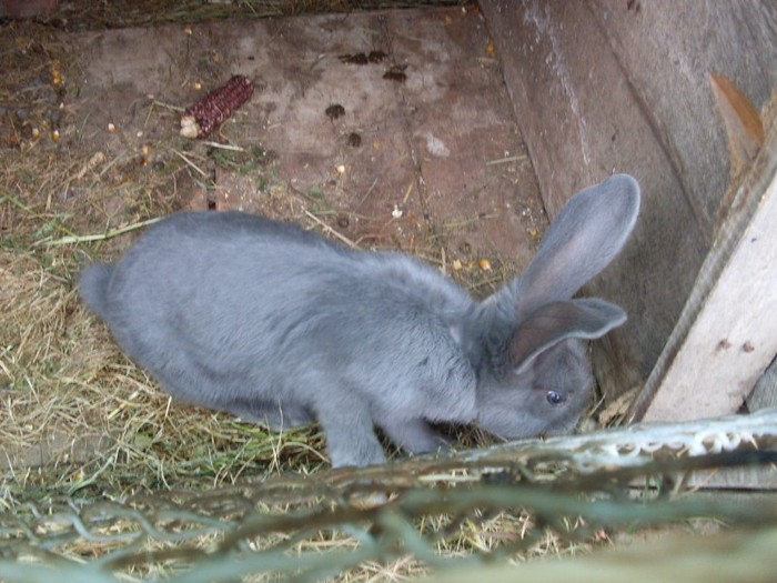 SDC12326 - ARHIVA 2009-2011