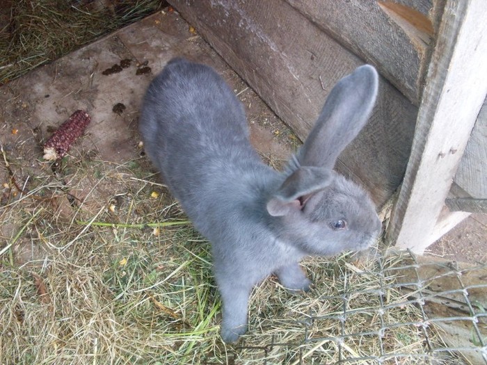 SDC12330 - ARHIVA 2009-2011