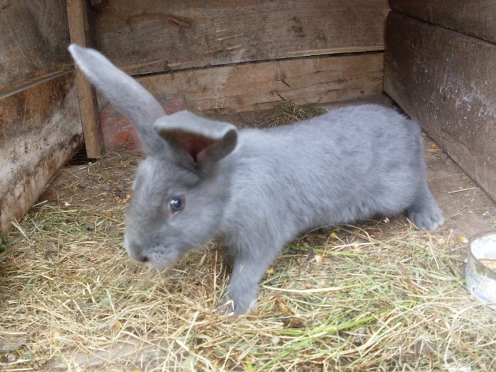 SDC12331 - ARHIVA 2009-2011