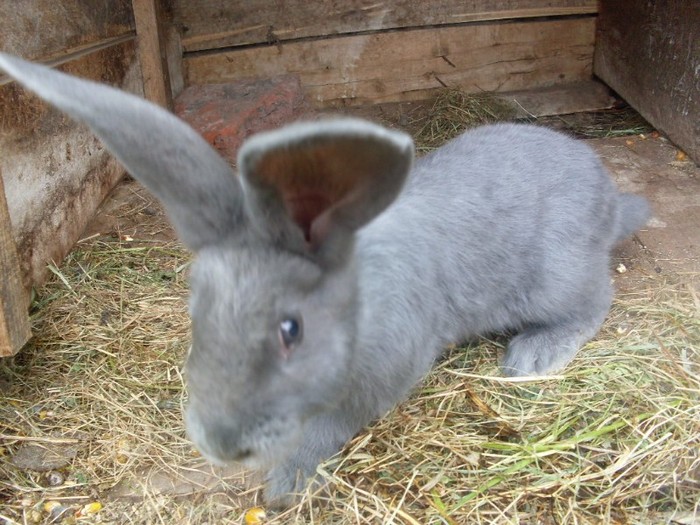 SDC12333 - ARHIVA 2009-2011