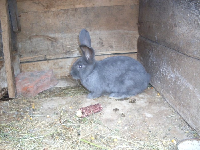 SDC12337 - ARHIVA 2009-2011