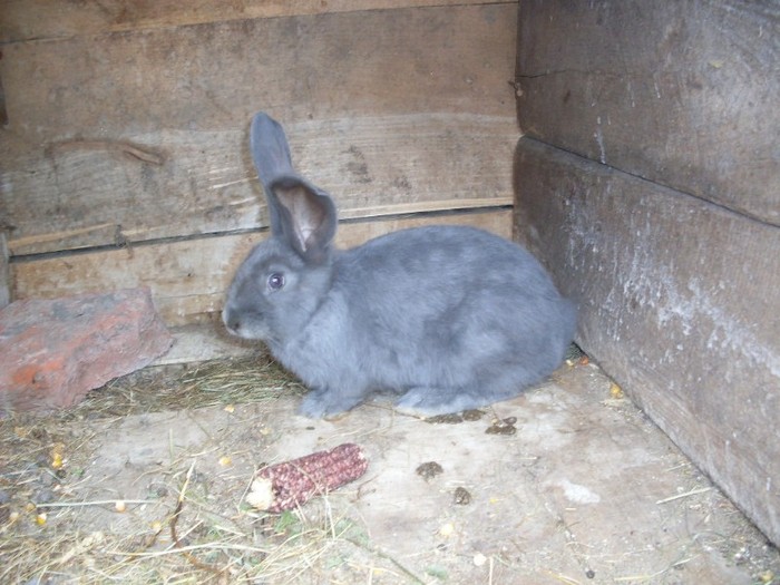 SDC12338 - ARHIVA 2009-2011