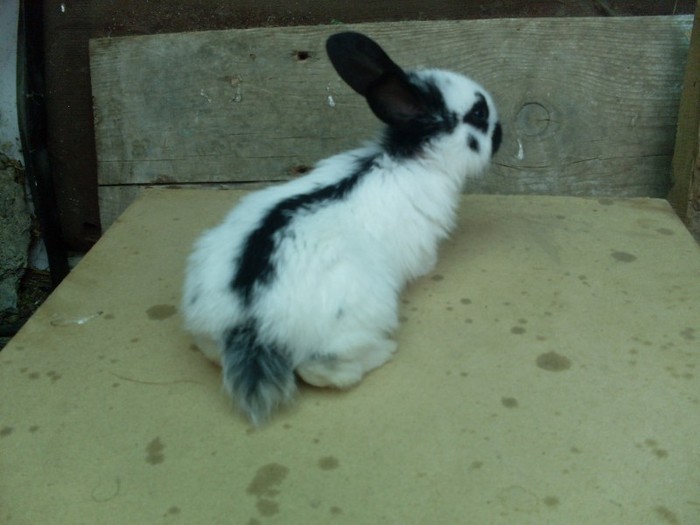 SDC12340 - ARHIVA 2009-2011