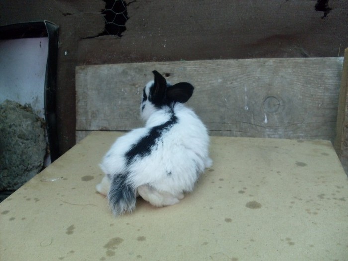 SDC12341 - ARHIVA 2009-2011