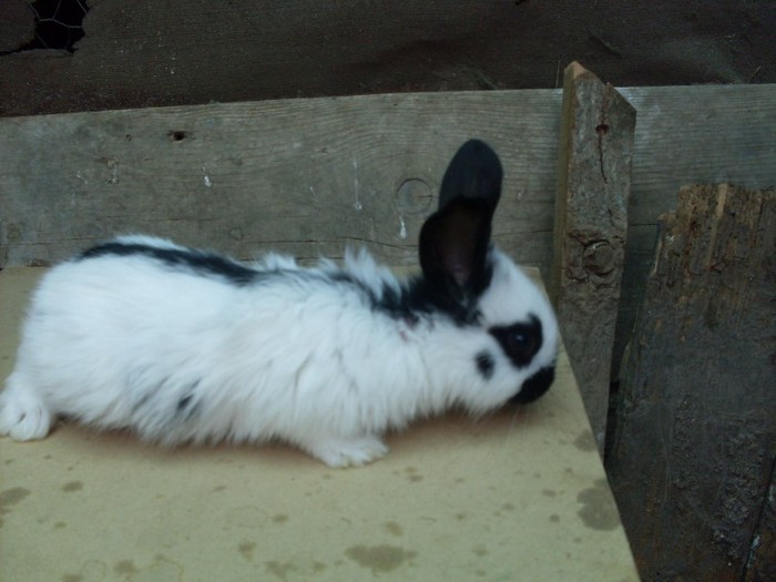 SDC12342 - ARHIVA 2009-2011