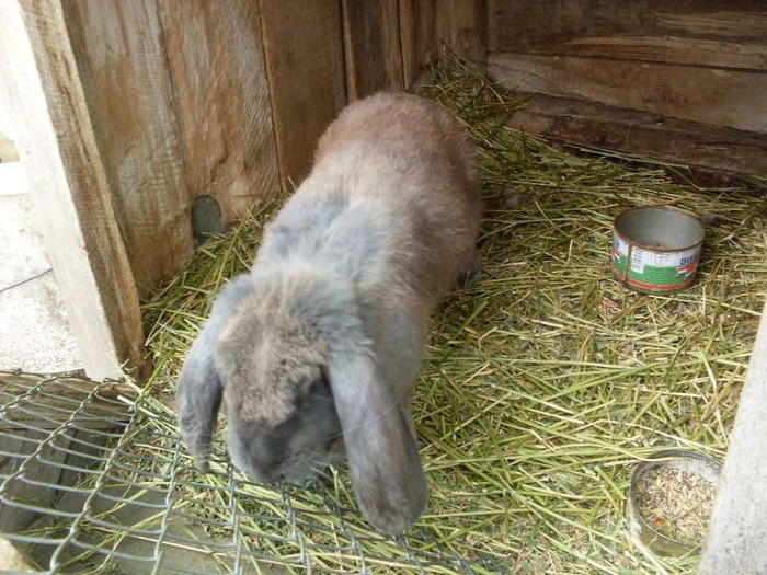 SDC12513 - ARHIVAA 2010-2011