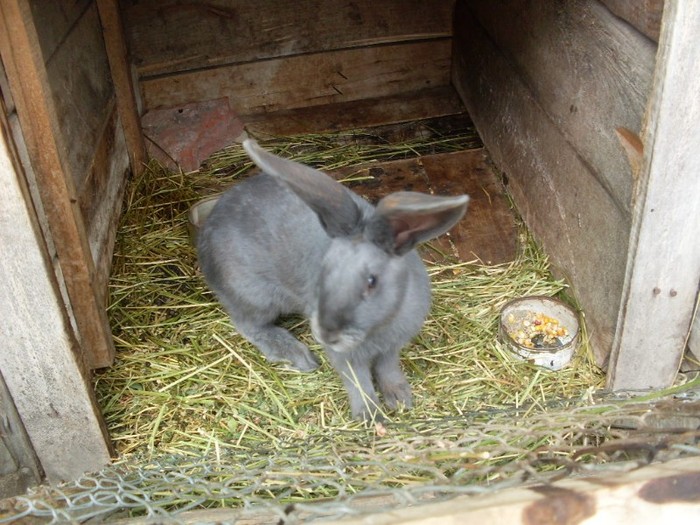 SDC12517 - ARHIVAA 2010-2011