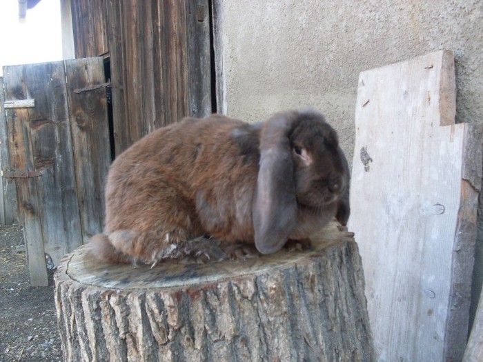 SDC12660 - ARHIVAA 2010-2011