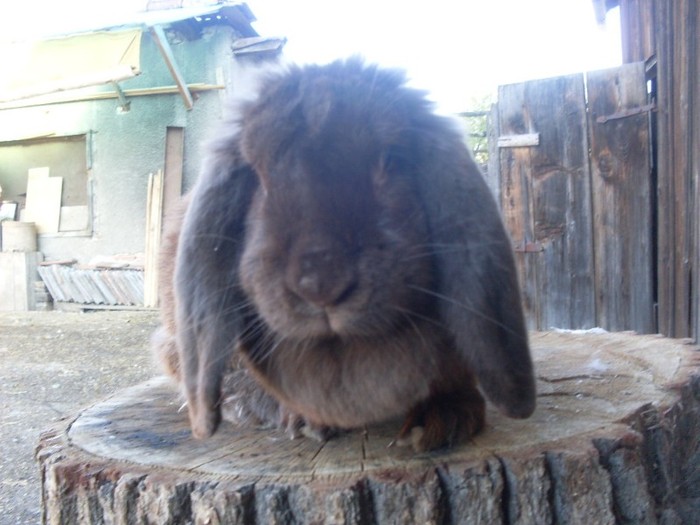 SDC12661 - ARHIVAA 2010-2011