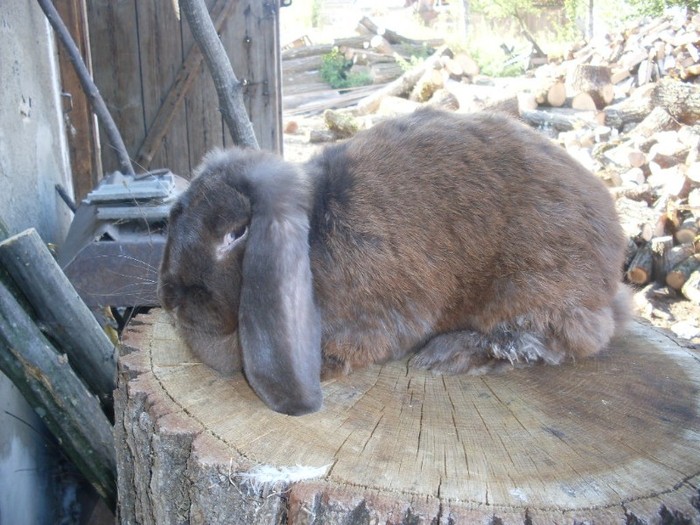 SDC12662 - ARHIVAA 2010-2011