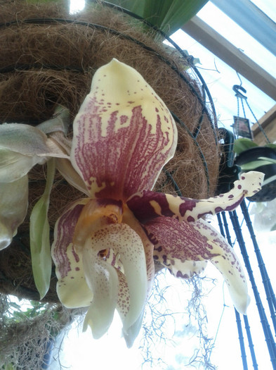 11.01.12 - Stanhopea nigroviolacea Atlantis