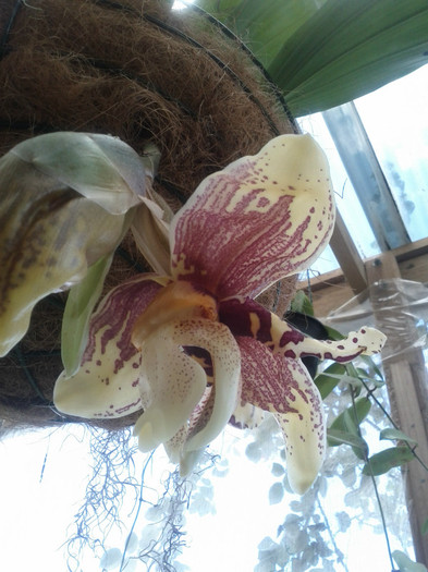 a inflorit - Stanhopea nigroviolacea Atlantis