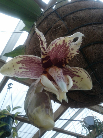 minunea - Stanhopea nigroviolacea Atlantis