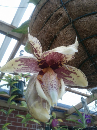 din - Stanhopea nigroviolacea Atlantis