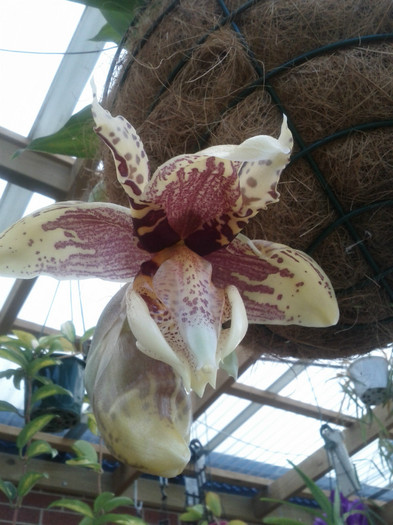 gradina - Stanhopea nigroviolacea Atlantis