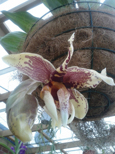 miroase - Stanhopea nigroviolacea Atlantis